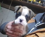 Small Photo #6 Boxer Puppy For Sale in STAFFORD, CT, USA