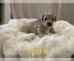 Puppy 6 Goldendoodle-Poodle (Miniature) Mix
