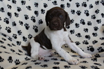 Small Photo #5 German Shorthaired Pointer Puppy For Sale in BLAINSPORT, PA, USA