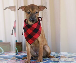 Mutt Dogs for adoption in Bandera, TX, USA
