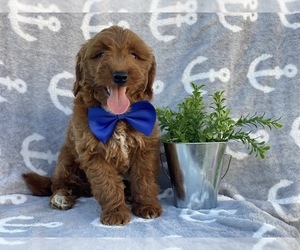 Goldendoodle-Poodle (Miniature) Mix Puppy for sale in CEDAR LANE, PA, USA