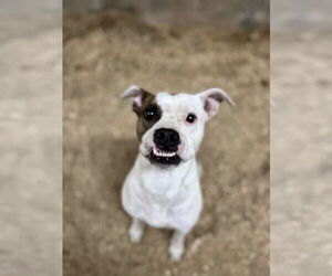 Boxer Dogs for adoption in Maryville, TN, USA