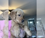 Small Photo #4 Golden Retriever Puppy For Sale in COVENTRY, RI, USA
