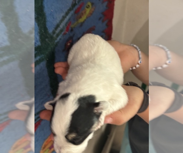 Medium Photo #5 Pembroke Welsh Corgi-Poodle (Miniature) Mix Puppy For Sale in LONGMONT, CO, USA