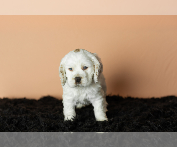 Medium Photo #2 Cocker Spaniel Puppy For Sale in NAPPANEE, IN, USA
