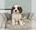 Small #1 Cavapoo