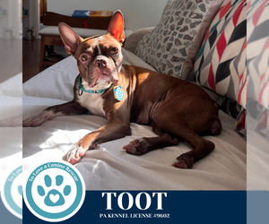 Boston Terrier Dogs for adoption in Kimberton, PA, USA