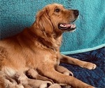 Small #3 Golden Retriever