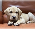 Small Photo #15 Labrador Retriever Puppy For Sale in SEATTLE, WA, USA