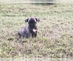 Bulldog Puppy for sale in LEHIGH, FL, USA