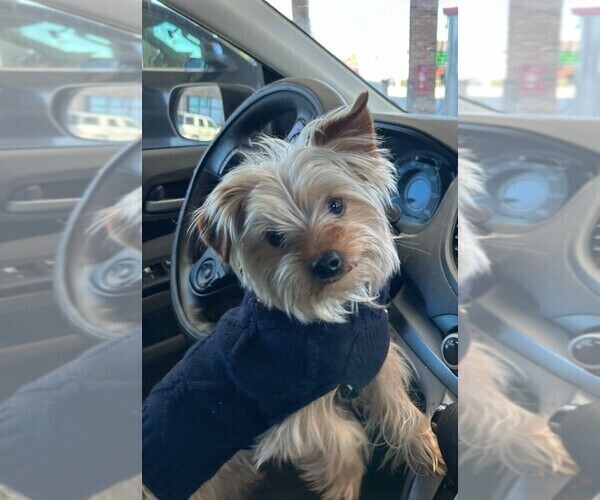 Medium Photo #1 Yorkshire Terrier Puppy For Sale in ATLANTA, GA, USA