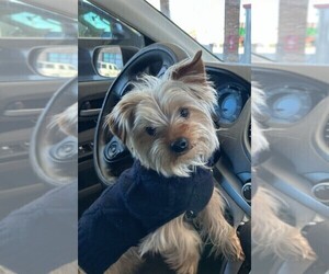 Father of the Yorkshire Terrier puppies born on 10/23/2025