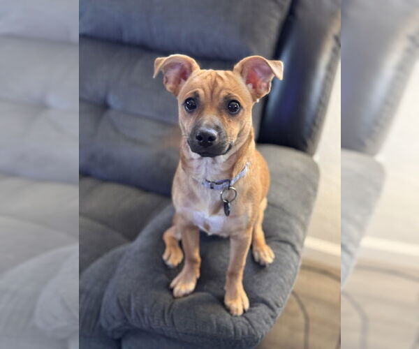 Medium Photo #2 Mutt Puppy For Sale in Springdale, PA, USA