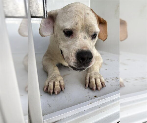 Medium Photo #1 American Bulldog-Unknown Mix Puppy For Sale in Houston, TX, USA