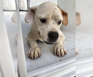 American Bulldog-Unknown Mix Dogs for adoption in Houston, TX, USA
