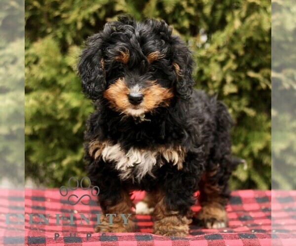 Medium Photo #1 Bernedoodle (Miniature) Puppy For Sale in LEOLA, PA, USA