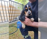 Puppy Puppy 5 pink Basset Hound