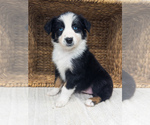 Puppy Maui Australian Shepherd