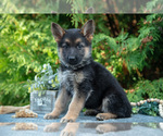 Small #2 German Shepherd Dog