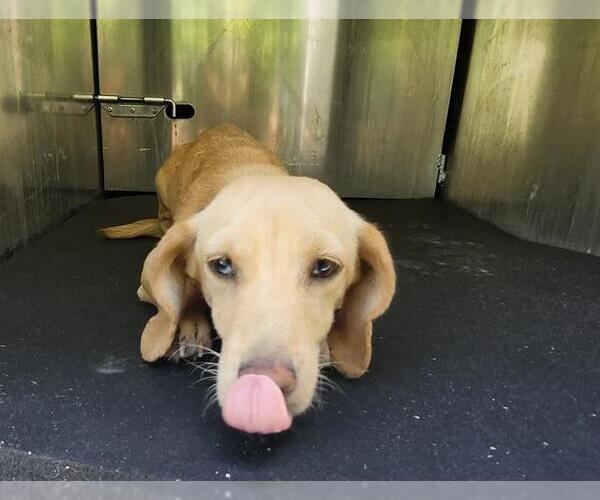 Medium Photo #1 Dachshund-Unknown Mix Puppy For Sale in San Antonio, TX, USA