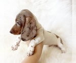 Small #2 Dachshund