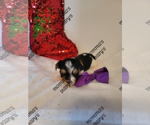 Yorkshire Terrier Puppy for sale in LOVINGTON, NM, USA