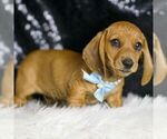 Small #1 Dachshund