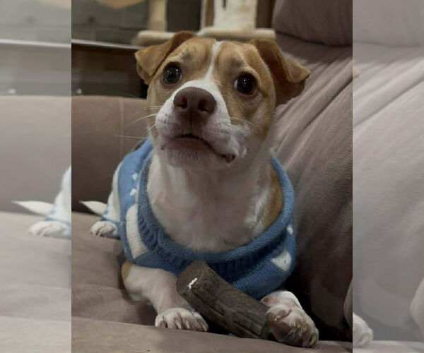 Medium Photo #2 Chihuahua-Unknown Mix Puppy For Sale in NEWPORT NH, NH, USA