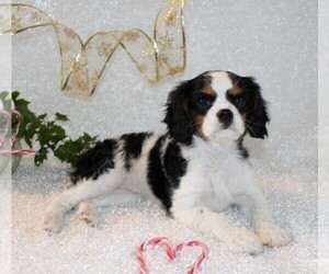 Cavalier King Charles Spaniel Puppy for sale in STANLEY, WI, USA