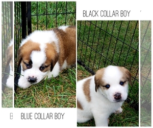 Saint Bernard-Siberian Husky Mix Puppy for sale in ONONDAGA, MI, USA