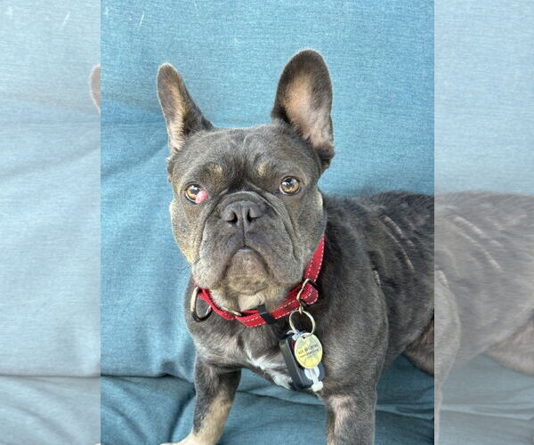 Medium Photo #1 French Bulldog Puppy For Sale in San Jose, CA, USA