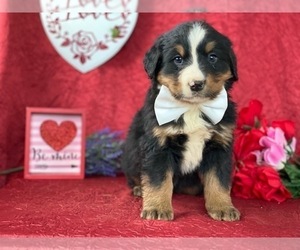 Bernese Mountain Dog-Labrador Retriever Mix Puppy for sale in LANCASTER, PA, USA