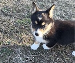 Puppy Black Pearl Pembroke Welsh Corgi