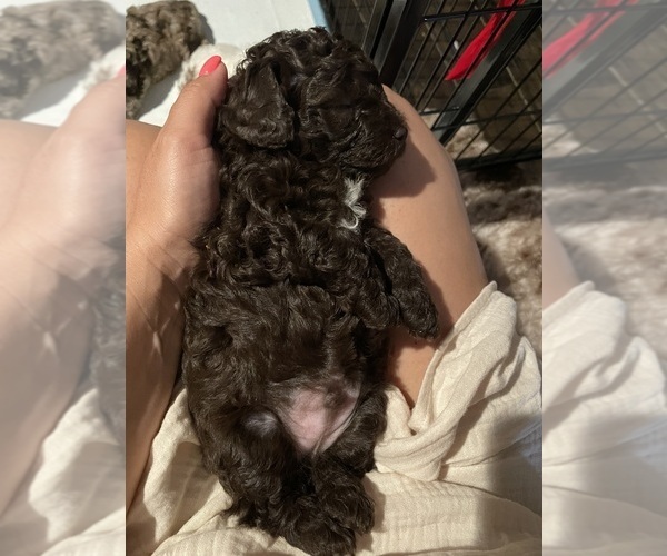 Medium Photo #1 Poodle (Toy) Puppy For Sale in MURRIETA, CA, USA