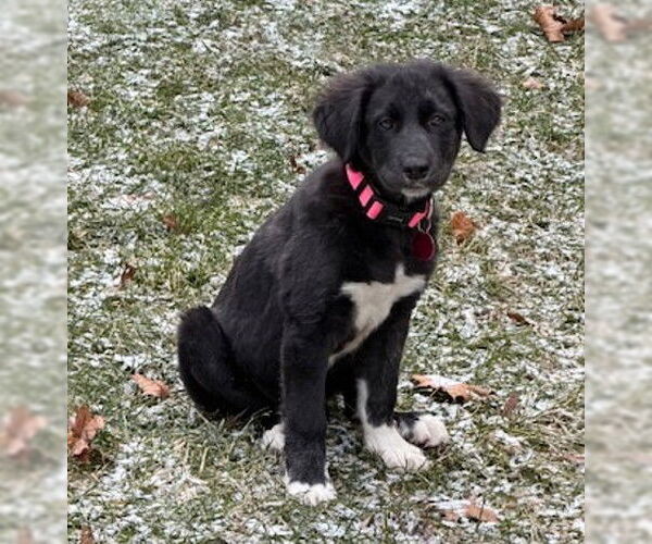 Medium Photo #4 Border Collie-Unknown Mix Puppy For Sale in Genesee, WI, USA