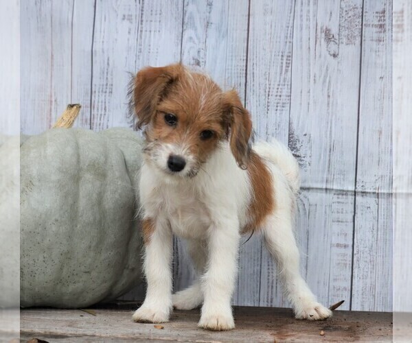 Medium Photo #2 Foodle Puppy For Sale in FREDERICKSBG, OH, USA
