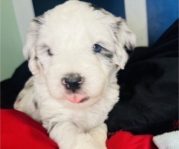 Medium Photo #7 Sheepadoodle Puppy For Sale in HUNTINGTON BEACH, CA, USA