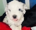 Small #6 Sheepadoodle
