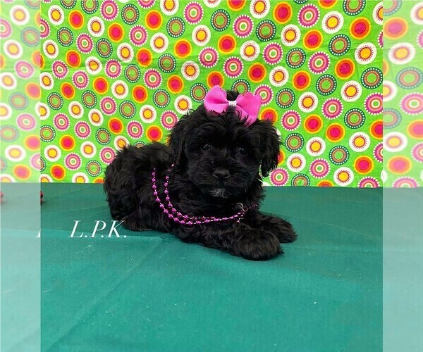 Medium Photo #1 Schnoodle (Miniature) Puppy For Sale in WINNSBORO, LA, USA