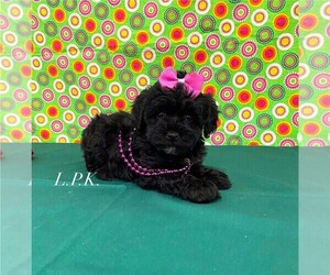 Schnoodle (Miniature) Puppy for sale in WINNSBORO, LA, USA