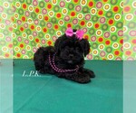 Image preview for Ad Listing. Nickname: Tiny Erica