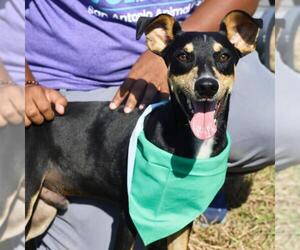 Doberman Pinscher-Unknown Mix Dogs for adoption in San Antonio, TX, USA