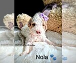 Small Photo #148 Goldendoodle (Miniature) Puppy For Sale in GASTONIA, NC, USA