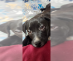 Small #1 Labrador Retriever Mix