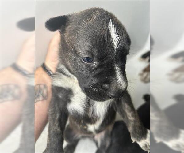 Medium Photo #1 Mutt Puppy For Sale in Houston, TX, USA