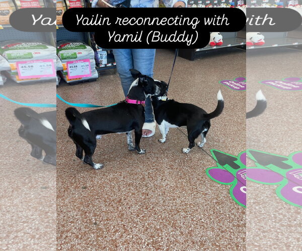 Medium Photo #12 Boxerhuahua Puppy For Sale in Virginia Beach, VA, USA