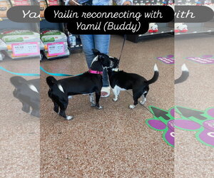 Buddy/Yamil - Male Boxerhuahua Dog for Adoption - Photo #12