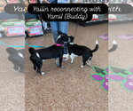 Small #11 Boxerhuahua