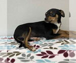 Small #2 Chihuahua Mix
