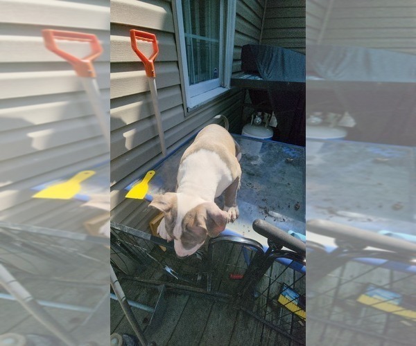 Medium Photo #27 American Bully Puppy For Sale in HARRISBURG, PA, USA